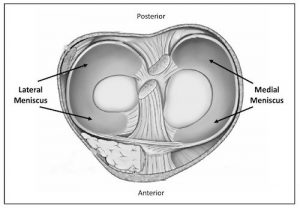 vertical view of meniscus